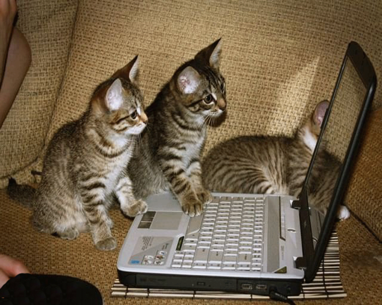 Котенок за компьютером